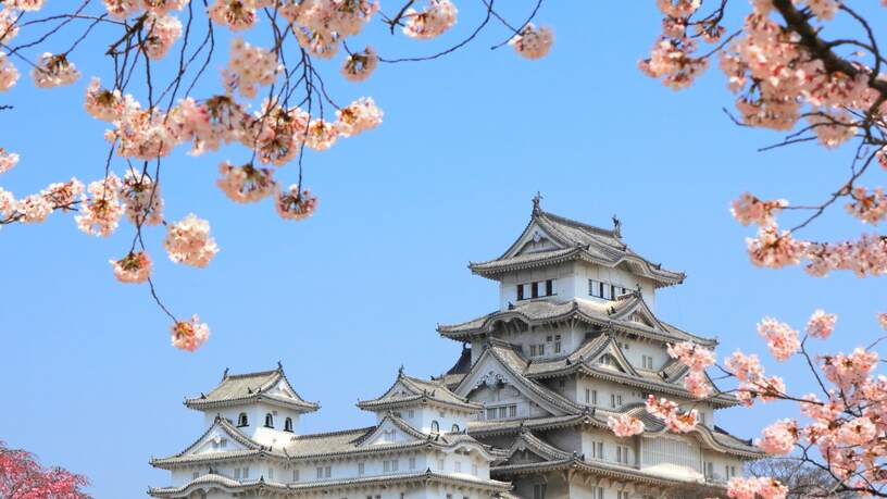 Het Himeji kasteel tijdens de bloeiende kersenbloesem