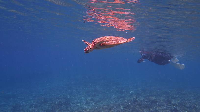 Snorkelen met schildpadden